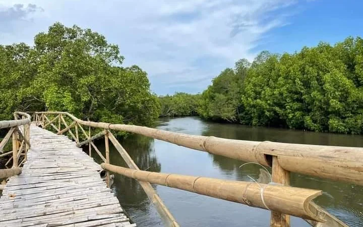 A bamboo boardwalk running out through the mangroves over the tidal channel at Barangay Sumbato, Dimataling.