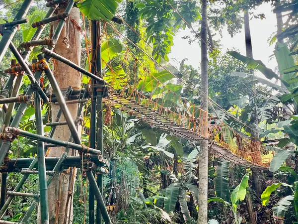 A tall bamboo and timber pioneering structure lashed together among jungle trees